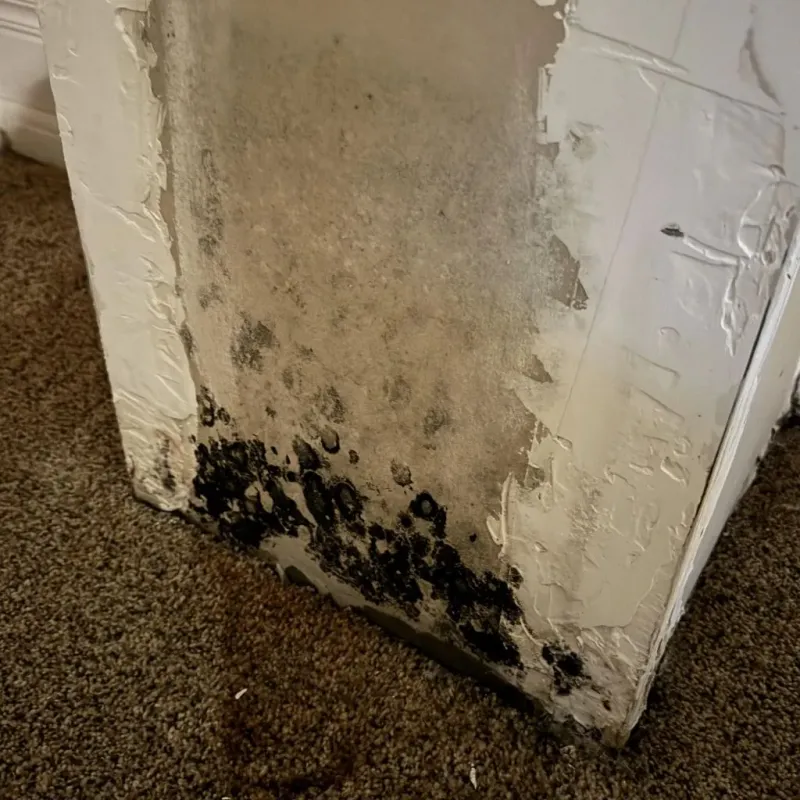 Professional Mold Removal in Neenah, WI
